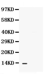 Anti-BCA1/CXCL13 Antibody Picoband® Boster Bio