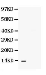 Anti-BCA1/CXCL13 Antibody Picoband® Boster Bio
