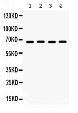 Anti-Pea3/ETV4 Antibody Picoband® Boster Bio
