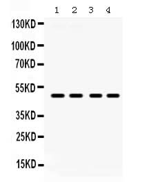 Anti-PAR2/F2RL1 Antibody Picoband® Boster Bio