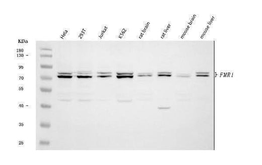Anti-FMRP/FMR1 Antibody Picoband® Boster Bio