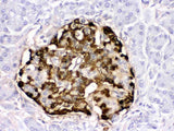 Anti-Glucagon/GCG Antibody Boster Bio
