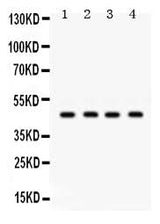 Anti-GJC2 Antibody Picoband® Boster Bio