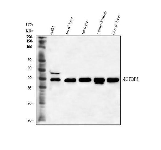Anti-IGFBP3 Antibody Picoband® Boster Bio
