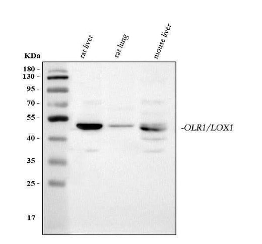 Anti-LOX Antibody Picoband® Boster Bio