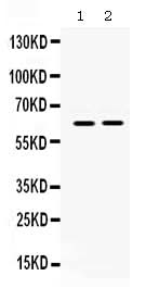 Anti-LOXL1 Antibody Picoband® Boster Bio