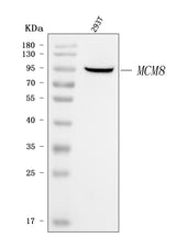 Anti-MCM8 Antibody Picoband® Boster Bio