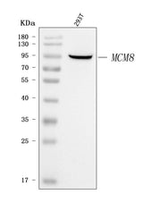 Anti-MCM8 Antibody Picoband® Boster Bio