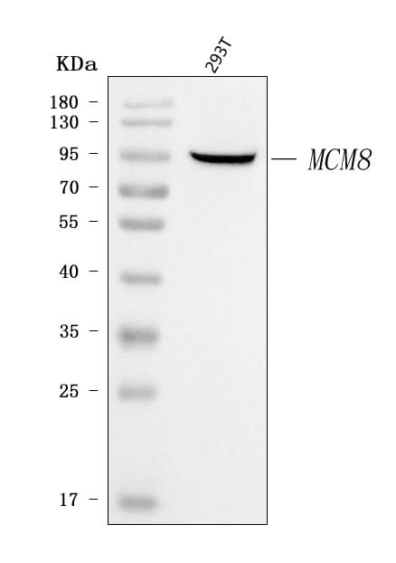 Anti-MCM8 Antibody Picoband® Boster Bio