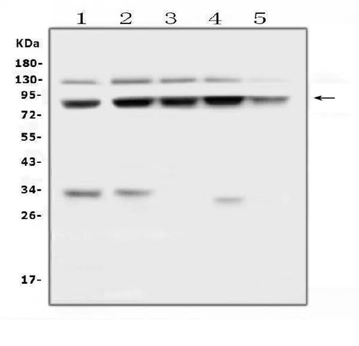 Anti-MLH1 Antibody Picoband® Boster Bio