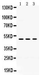 Anti-Oligodendrocyte myelin glycoprotein/OMG Antibody Picoband® Boster Bio