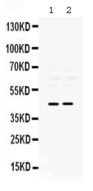 Anti-Pax2 Antibody Picoband® Boster Bio
