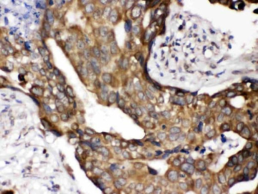 Anti-Cytochrome P450 Reductase/POR Antibody Picoband® Boster Bio