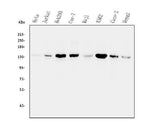Anti-Myosin Phosphatase/PPP1R12A Antibody Picoband® Boster Bio