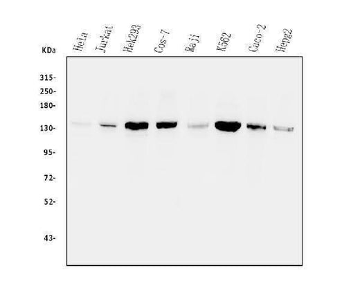 Anti-Myosin Phosphatase/PPP1R12A Antibody Picoband® Boster Bio