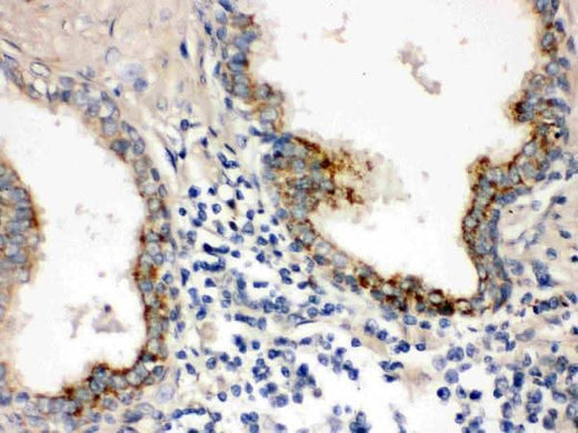 Anti-PTP4A2 Antibody Picoband® Boster Bio