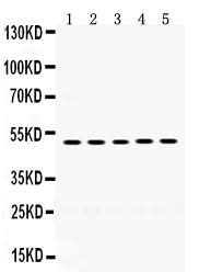Anti-Syndecan-1/SDC1 Antibody Picoband® Boster Bio