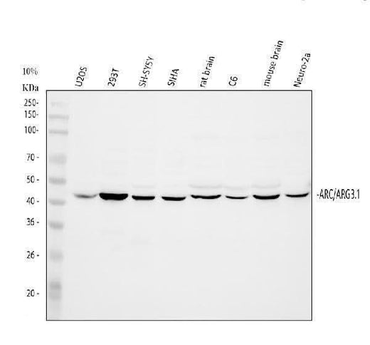 Anti-Arc Antibody Picoband® Boster Bio