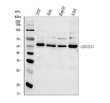 Anti-Cdc25C Antibody Picoband® Boster Bio
