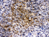 Anti-eIF4A2 Antibody Picoband® Boster Bio