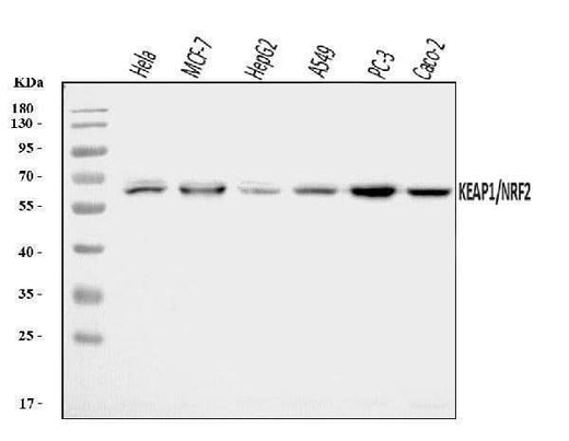 Anti-Keap1 Antibody Picoband® Boster Bio