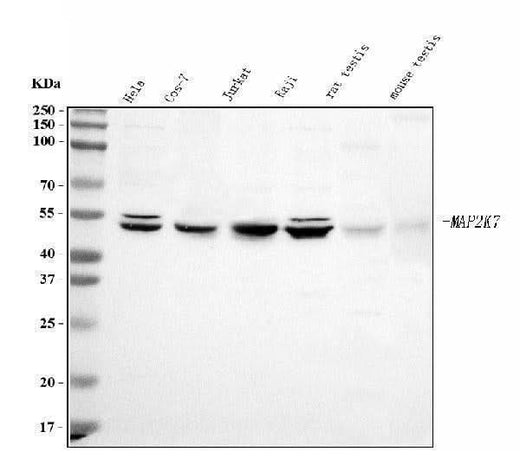 Anti-MEK7/MAP2K7 Antibody Picoband® Boster Bio
