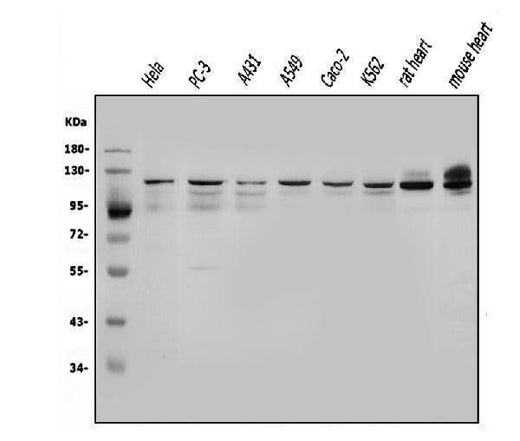 Anti-OGT/O-Linked N-Acetylglucosamine Transferase Antibody Picoband® Boster Bio