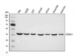 Anti-PGK1 Antibody Picoband® Boster Bio
