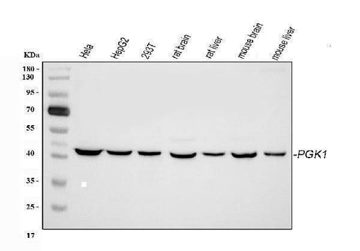 Anti-PGK1 Antibody Picoband® Boster Bio