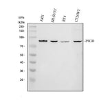 Anti-PIGR Antibody Picoband® Boster Bio