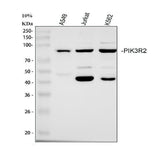 Anti-PI 3 Kinase p85 beta/PIK3R2 Antibody Picoband® Boster Bio