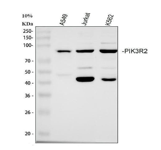 Anti-PI 3 Kinase p85 beta/PIK3R2 Antibody Picoband® Boster Bio
