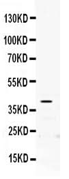 Anti-PON2 Antibody Picoband® Boster Bio