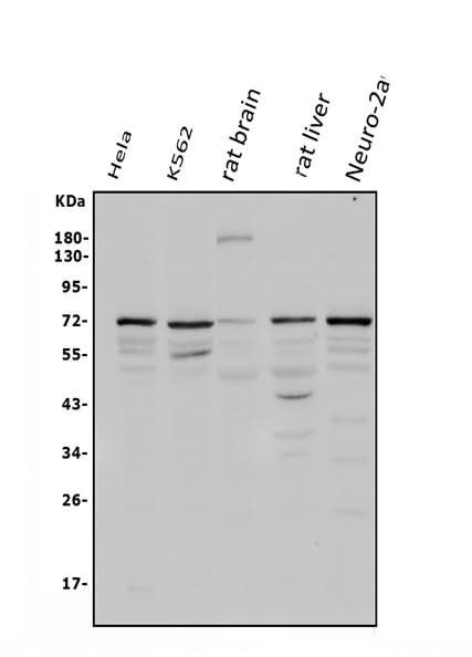Anti-POT1 Antibody Picoband® Boster Bio