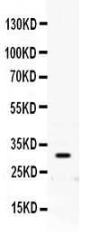 Anti-Prion protein PrP/PRNP Antibody Picoband® Boster Bio