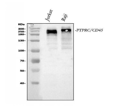 Anti-CD45/PTPRC Antibody Picoband® Boster Bio