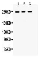 Anti-LAR/PTPRF Antibody Picoband® Boster Bio