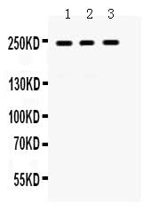 Anti-LAR/PTPRF Antibody Picoband® Boster Bio