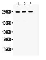 Anti-LAR/PTPRF Antibody Picoband® Boster Bio