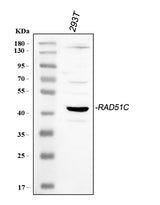 Anti-Rad51C Antibody Picoband® Boster Bio