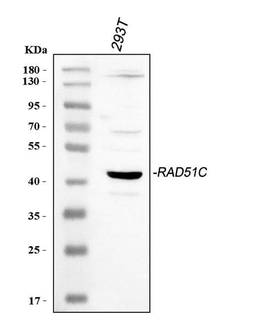 Anti-Rad51C Antibody Picoband® Boster Bio