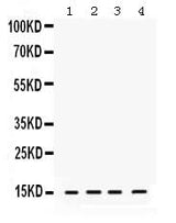Anti-ROC1/RBX1 Antibody Picoband® Boster Bio