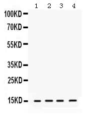 Anti-ROC1/RBX1 Antibody Picoband® Boster Bio