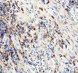 Anti-CD19 Antibody Picoband® Boster Bio