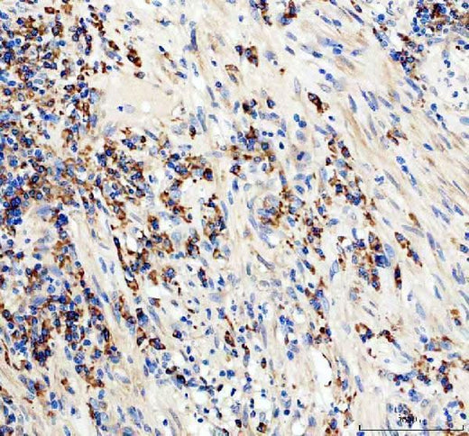 Anti-CD19 Antibody Picoband® Boster Bio