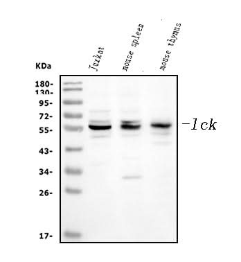 Anti-Lck Antibody Picoband® Boster Bio
