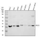 Anti-DNA Polymerase beta/POLB Antibody Picoband® Boster Bio
