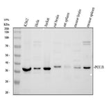 Anti-DNA Polymerase beta/POLB Antibody Picoband® Boster Bio