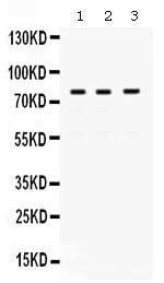 Anti-DNA polymerase eta/POLH Antibody Picoband® Boster Bio