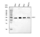 Anti-RAB14 Antibody Picoband® Boster Bio